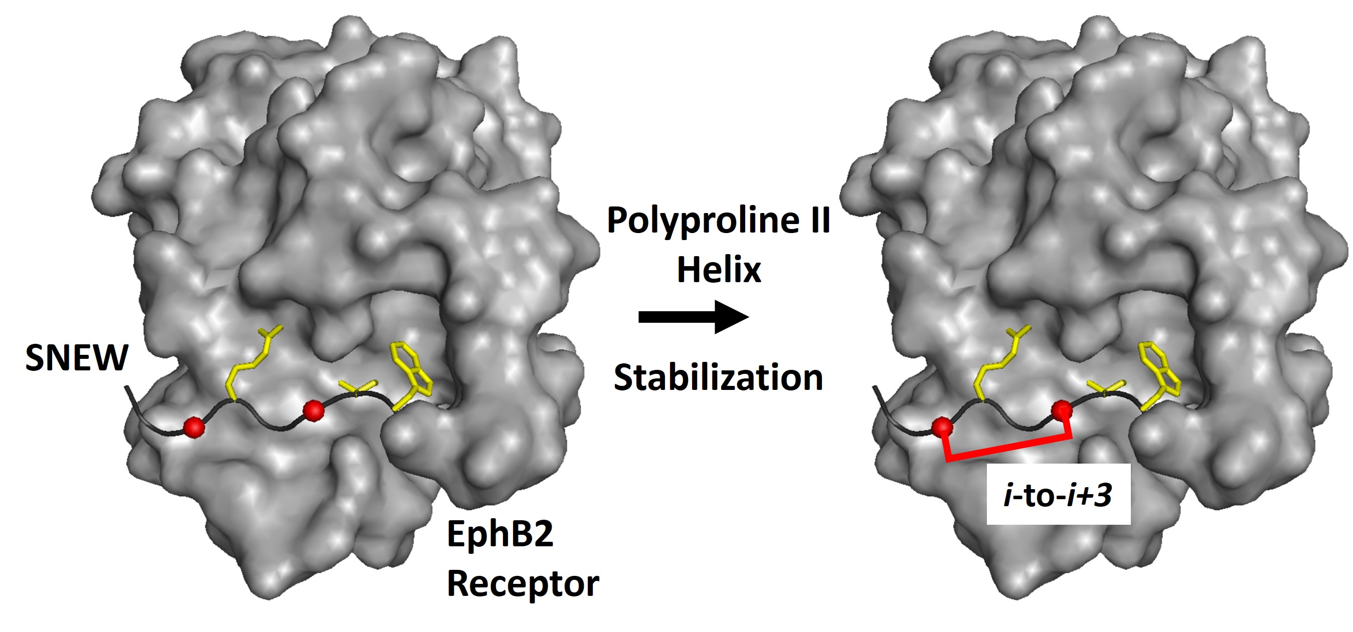 Protein and peptide showing stabilized receptor interactions with bridging unit.