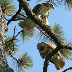 Fordham's Hawks Nesting at the New York Botanical Garden