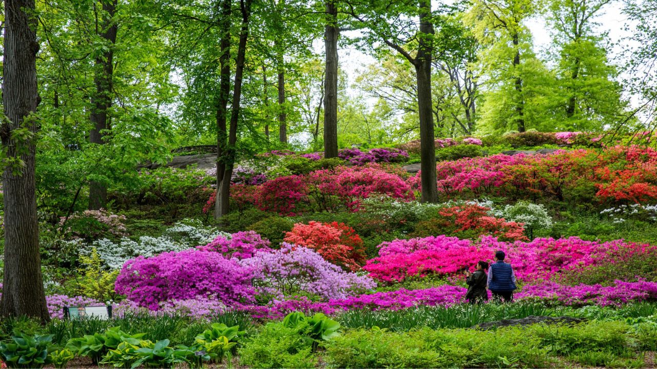 Colorful flowers on the hillside at the New York Botanical Garden