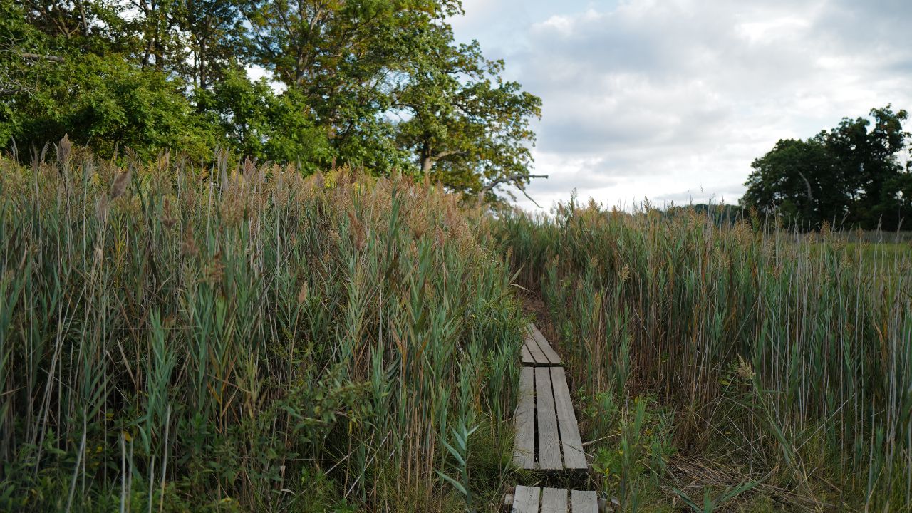 A wooden walkway winding through tall reeds at Pelham Bay Park