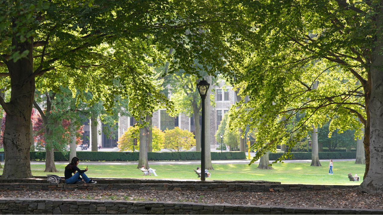 A student reads under a towering American elm on Fordham's campus