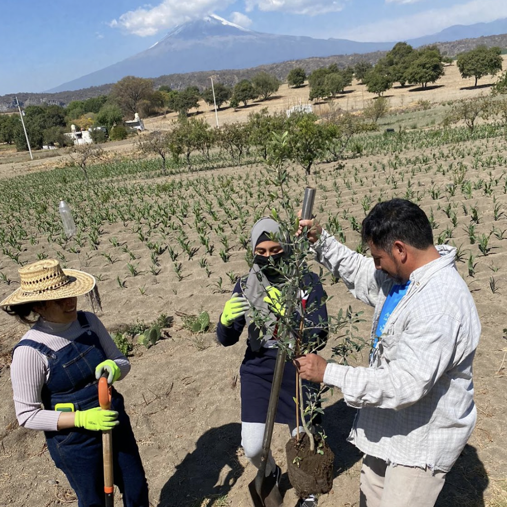 Students in Mexico working on a farm for GO