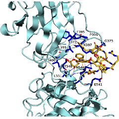 Peptide Conjugate Docked to Neuropilin Receptor,