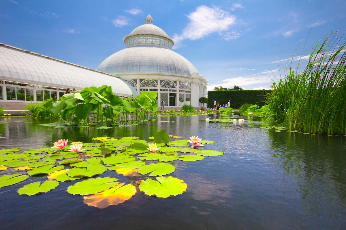 pond with lily pads at the New York Botanical Garden