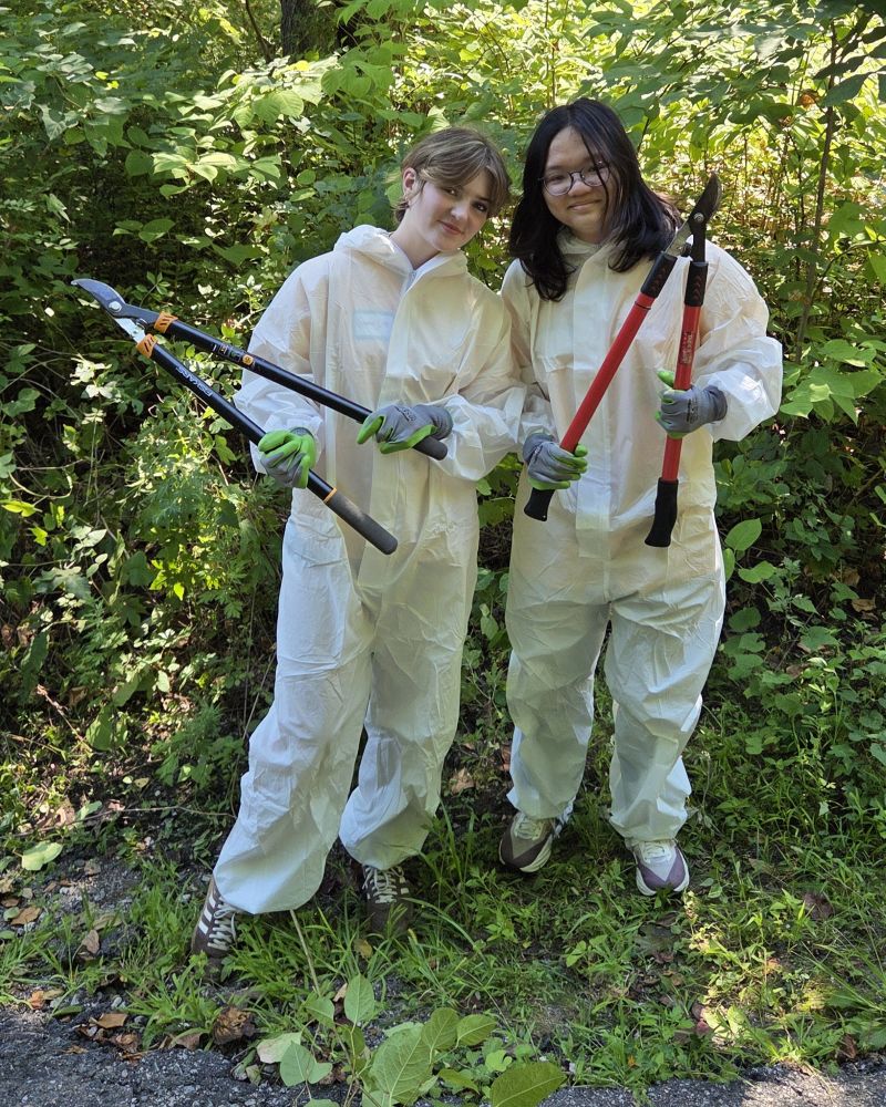 Students managing an invasive plant - knotweed