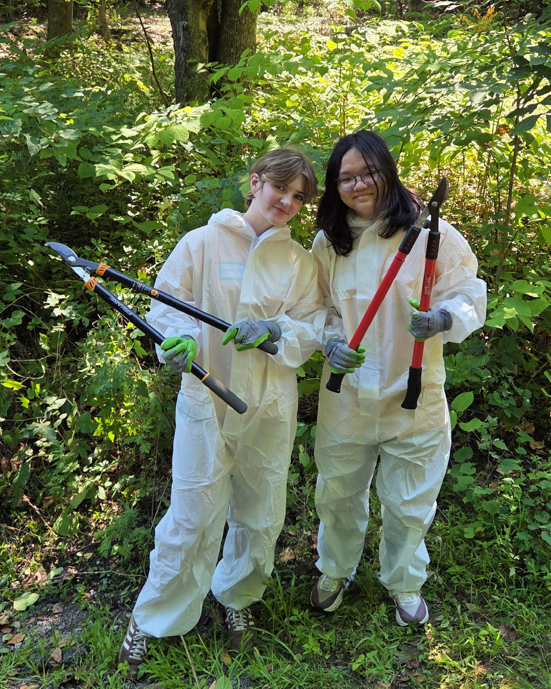 Students managing an invasive plant - knotweed