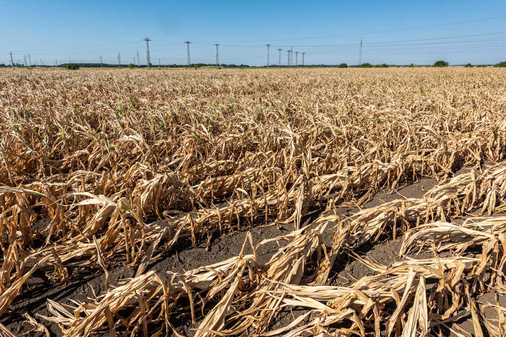 Stock image of drought-affected cornfield