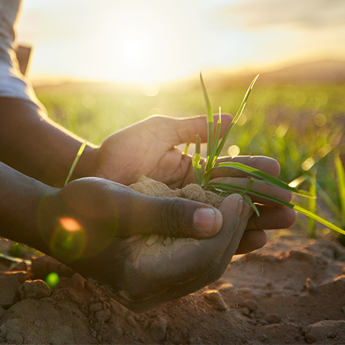 A person holding crops