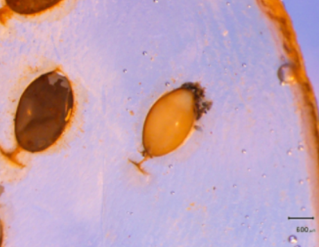 Figure 6: B. candida egg cocoons attached to the inner wall of the gill lamellae. The hatched egg cocoon is a darker brown coloration (left), whereas the lighter tan egg cocoon (right) still have B. candida embryos.