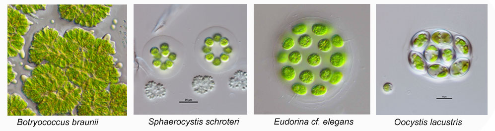 Calder Chlorophyte Algae