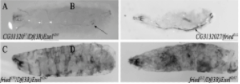 Figure 1: Drosophila fried mutants die within seven days after egg deposition following posterior tracheal melanization.