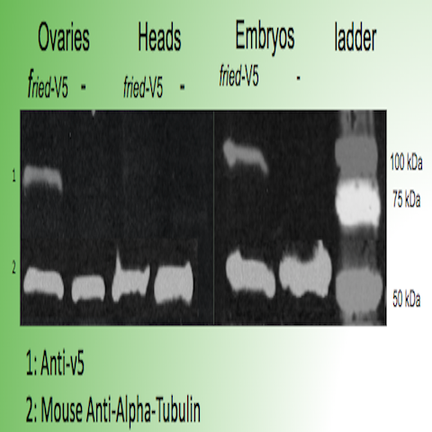 Figure 3: Western blot confirming the presence of fried-V5 in transgenic embryos and ovaries but missing from the controls.
