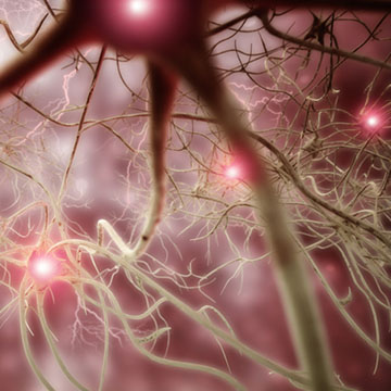 Nerve Synapses