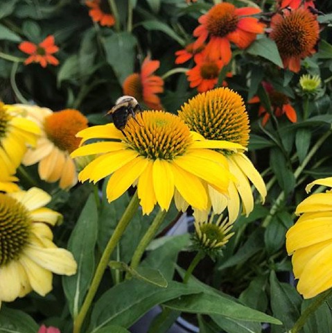 Pollinator garden attracting new honeybees