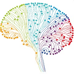 Side view of Brain