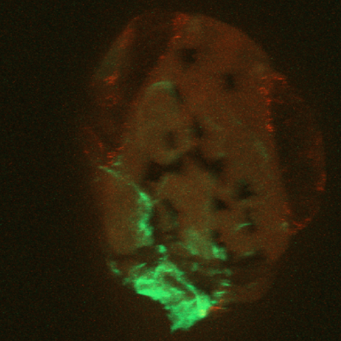 Zebrafish brain co-stained with kcc2 and synaptotagmin