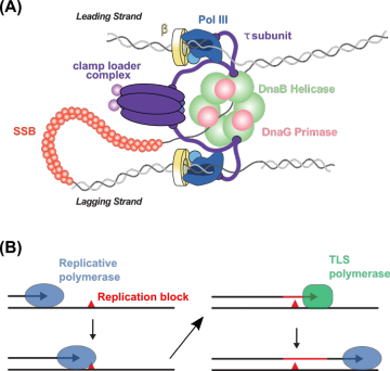 High and low-fidelity DNA replication. (A) Cartoon of the E. coli replisome. (B) Cartoon of high- and low-fidelity DNA polymerase exchange in translesion DNA synthesis.