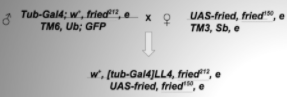 Figure 4: We can use different Gal4 lines to express Fried/HEATR2 in all tissues or in subsets of tissues in larvae. In this cross scheme, Gal4 will bind to the UAS sequence and activate transcription of the USA-fried-V5 sequence in all of the tissues where Gal4 is expressed. The scheme allows us to correlate the rescue of the fried mutant phenotypes with expression of the transgene.