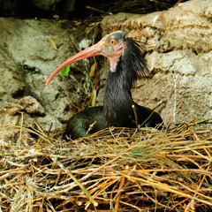 Photographer Julie Larsen Maher WCS Bronx Zoo